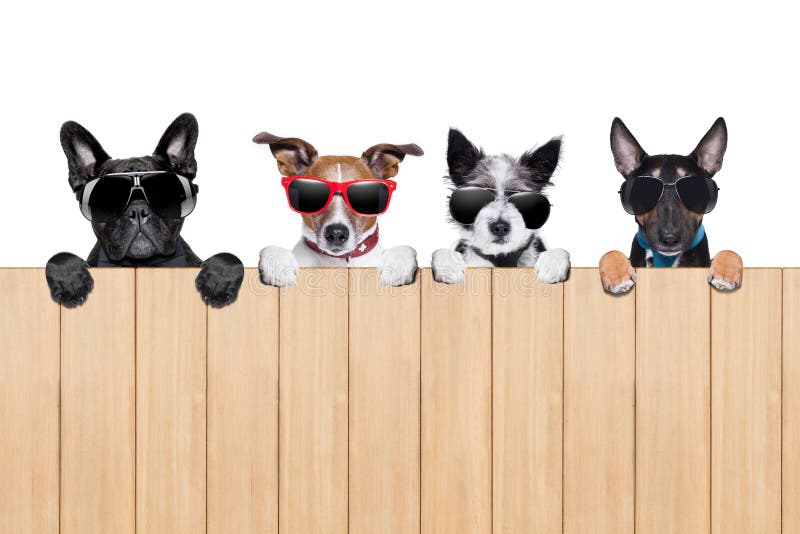 Big row of dogs stock photo Big row of dogs stock photo