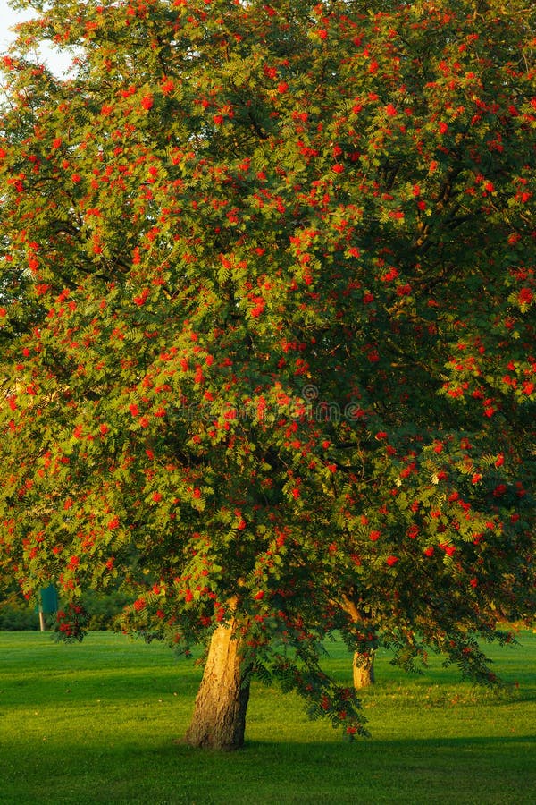 Big rowan tree and ripe berries stock photo Big rowan tree and ripe berries stock photo