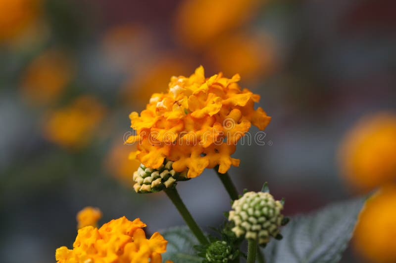 146 Sage Colored Flowers Stock Photos Free & RoyaltyFree Stock Photos from Dreamstime