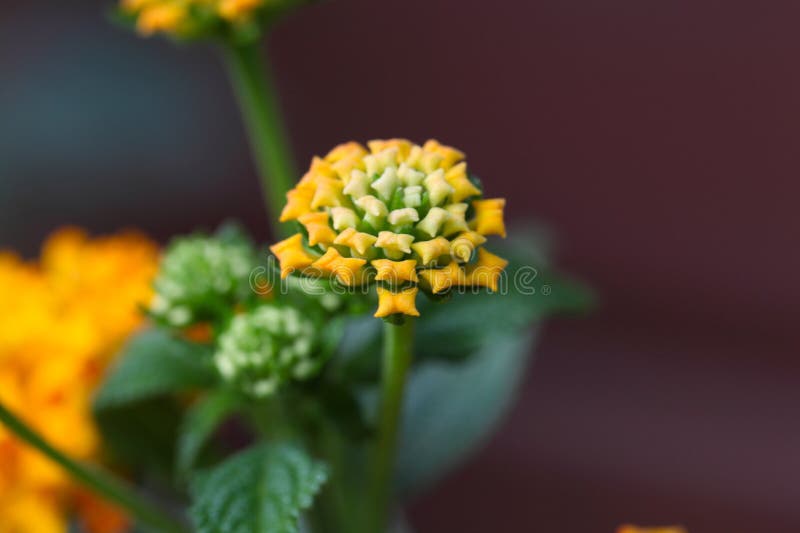 146 Sage Colored Flowers Stock Photos Free & RoyaltyFree Stock Photos from Dreamstime