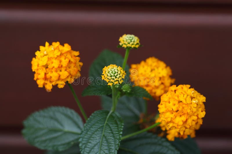 146 Sage Colored Flowers Stock Photos Free & RoyaltyFree Stock Photos from Dreamstime