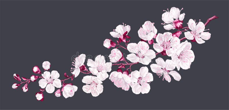 Vector branch with spring sakura flowers. Realistic fruit tree, fading cherry.