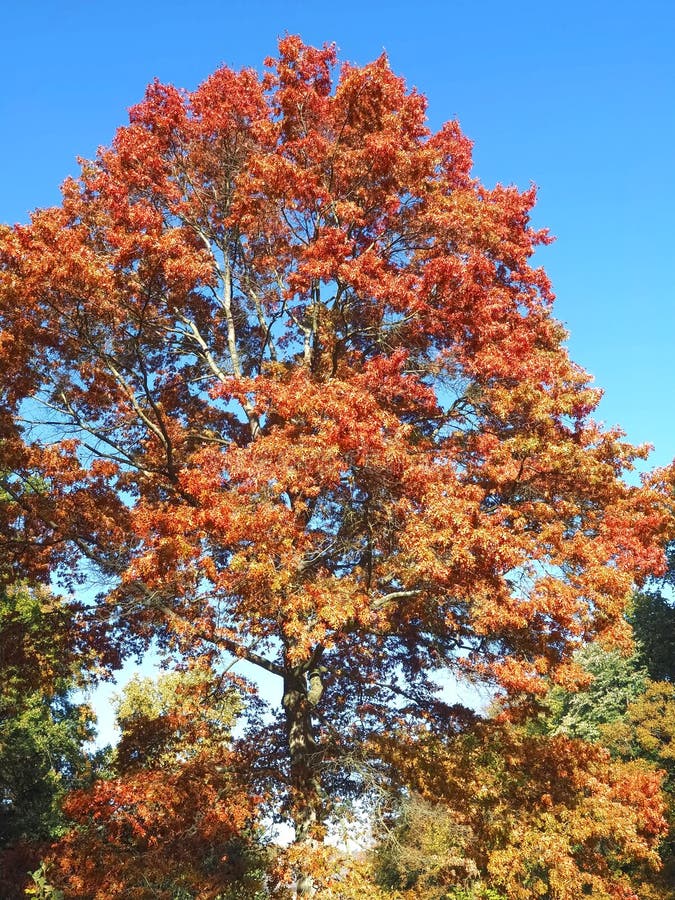 Colors of Autumn Fall: Red Scarlet Oak Tree Querus Coccinea Stock Photo 