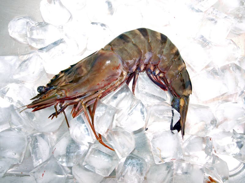 Big Sea Tiger Prawn Ice