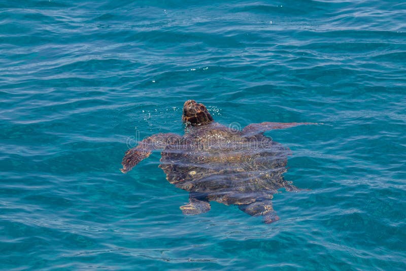 Caretta Caretta big sea turtle near Zakinthos, Greece. View from the back