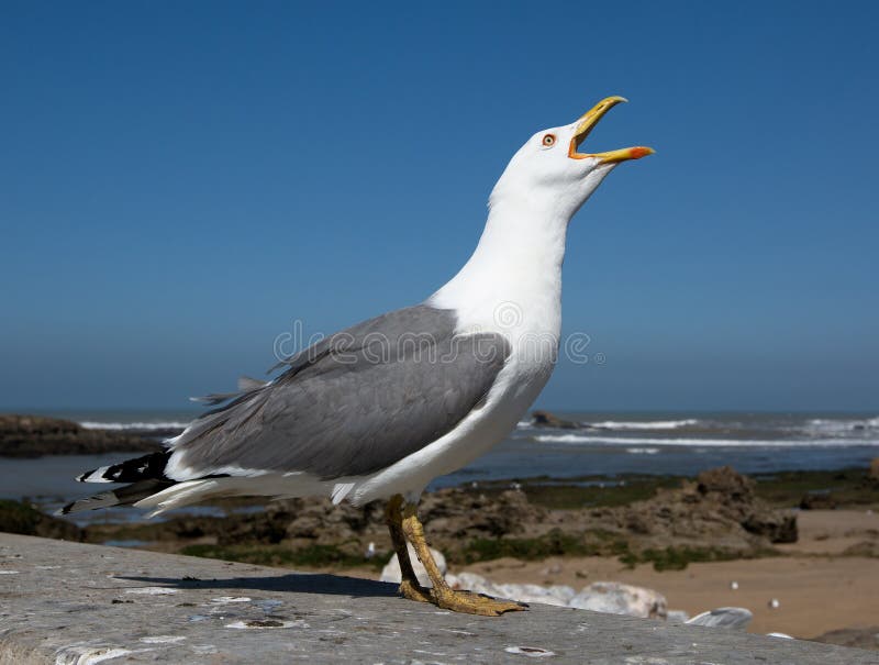 Big seagull close up