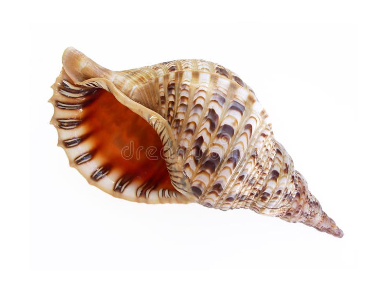 Big seashell