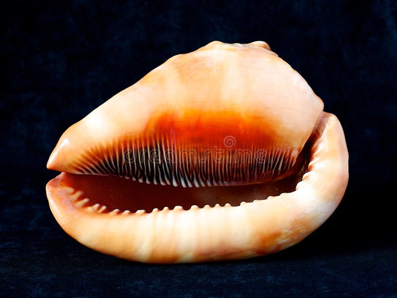 Big seashell cassidae, close up, one shell in black dark background, tropical cassis tuberosa, marine animal, marine wildlife