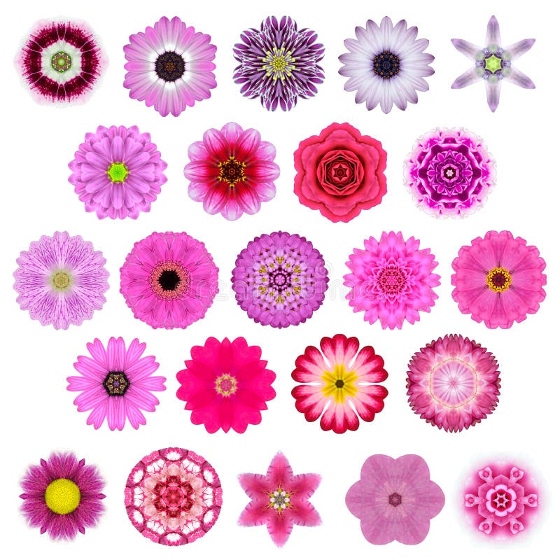 Furr Flower Stock Photos - Free & Royalty-Free Stock Photos from Dreamstime