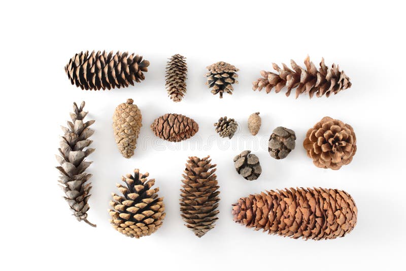 Big set of cones various coniferous trees isolated on white, view from above. royalty free stock photo Big set of cones various coniferous trees isolated on white, view from above. royalty free stock photo