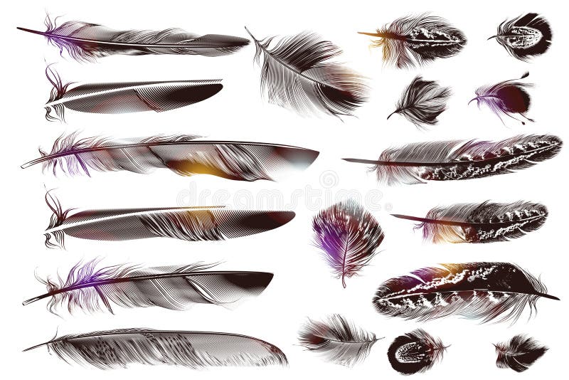 Realistic Bird Feathers. Detailed Colorful Feather of Different