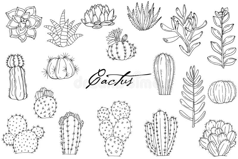 Big set of elements with hand drawn cacti on white background vector illustration