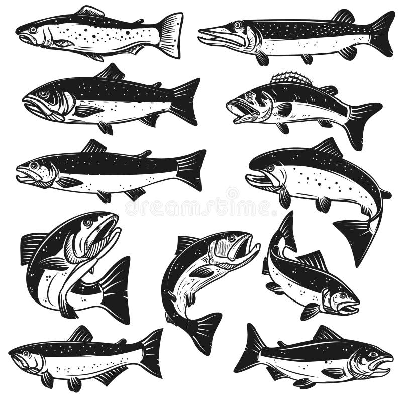 Salmon Logo Stock Illustrations – 19,929 Salmon Logo Stock Illustrations,  Vectors & Clipart - Dreamstime