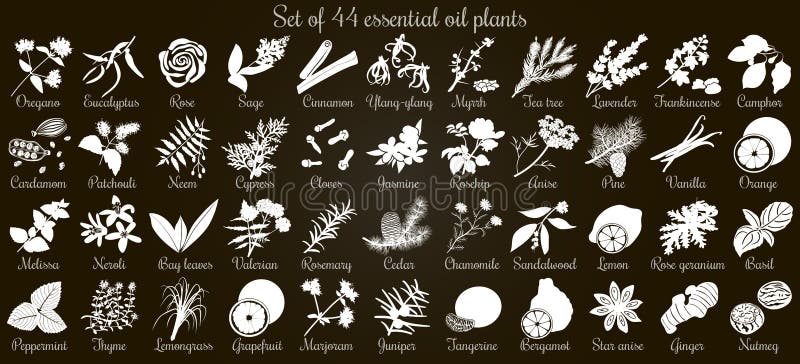 Big set of 44 flat style essential oil plants. White Silhouettes on black