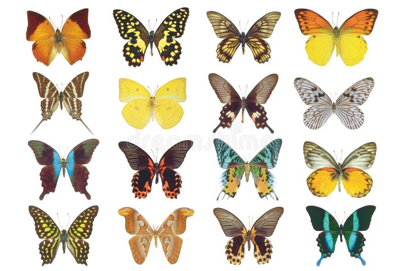 Lithography of butterflies stock image. Image of nature - 13747549