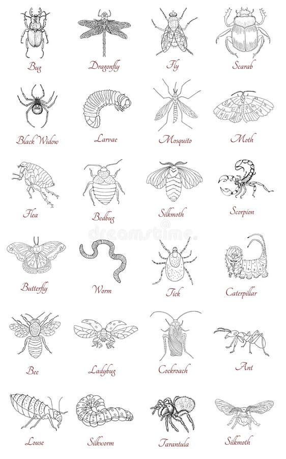 Big set with various insects