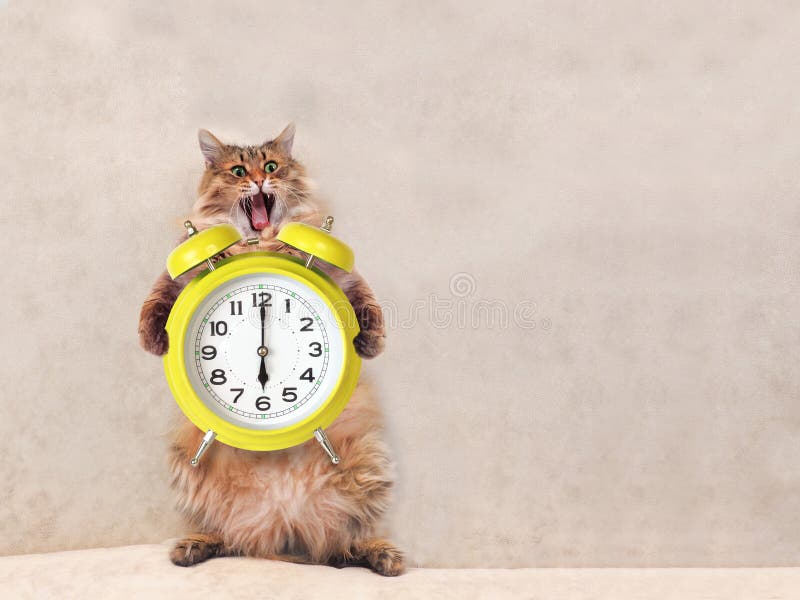 The Big Shaggy Cat is Very Funny Standing.clock 2 Stock Photo Image