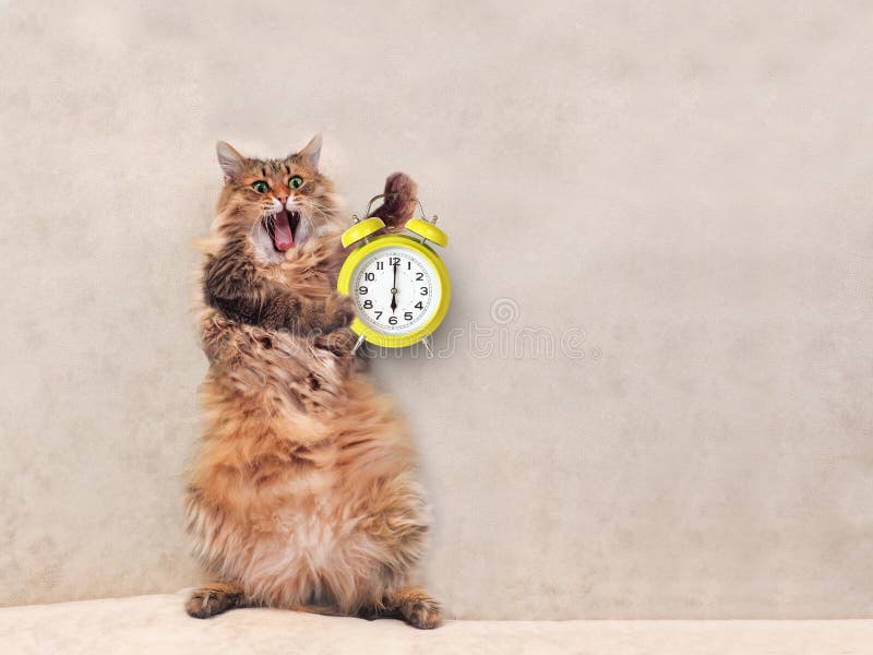 The Big Shaggy Cat is Very Funny Standing.clock 7 Stock Photo Image