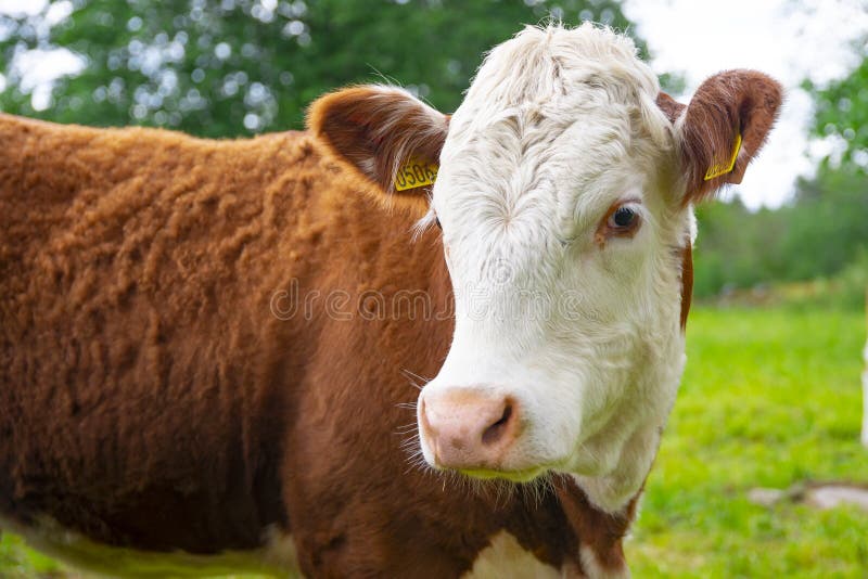 Big shaggy highland cow looking into camera with funny hairstyle. close up portrait. Cow in the field