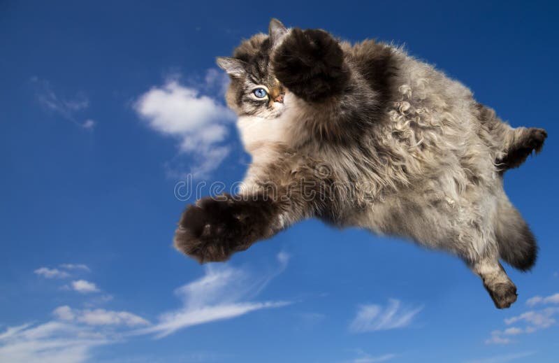 The big Siberian domestic cat flying
