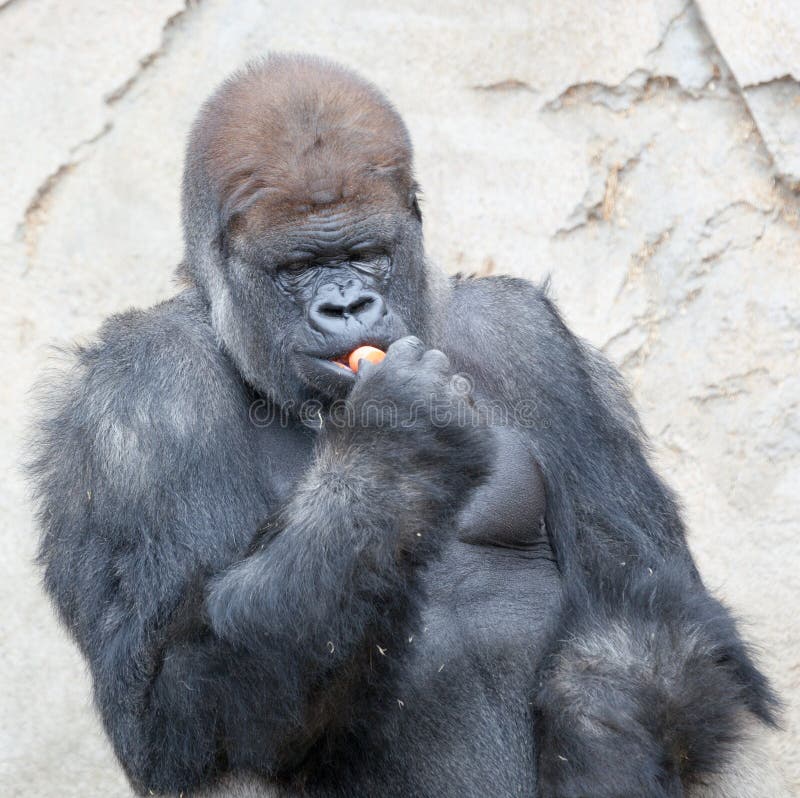 silverback gorilla lifespan zoo silverback gorilla lifespan zoo