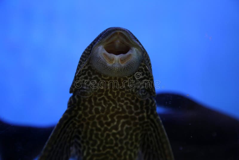 A big size Sucker cat fish stock image. Image of size - 193302157