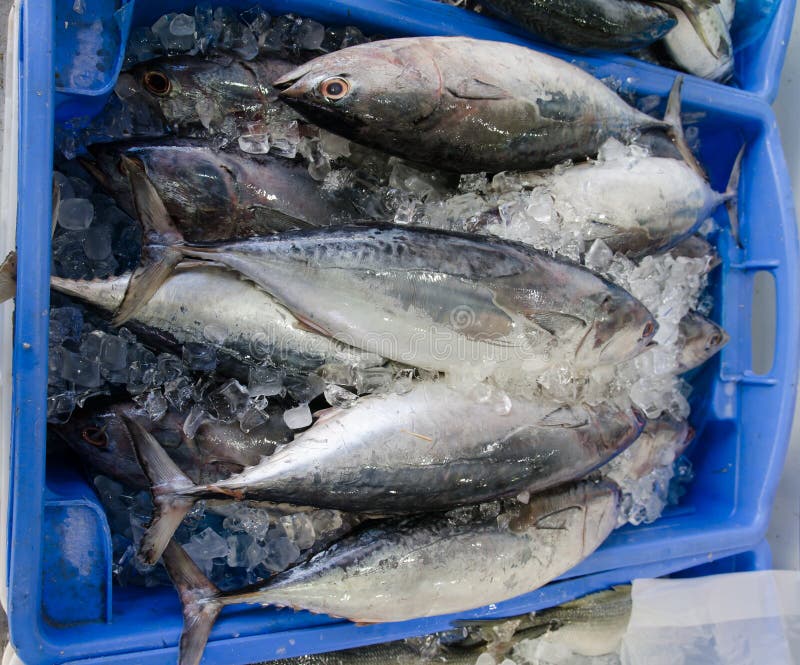 Big Size of tuna fish freezing on ice at a fish market. stock photo Big Size of tuna fish freezing on ice at a fish market. stock photo