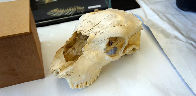 Goat skull without horns stock image. Image of animal - 165608455 Goat skull without horns stock image. Image of animal - 165608455