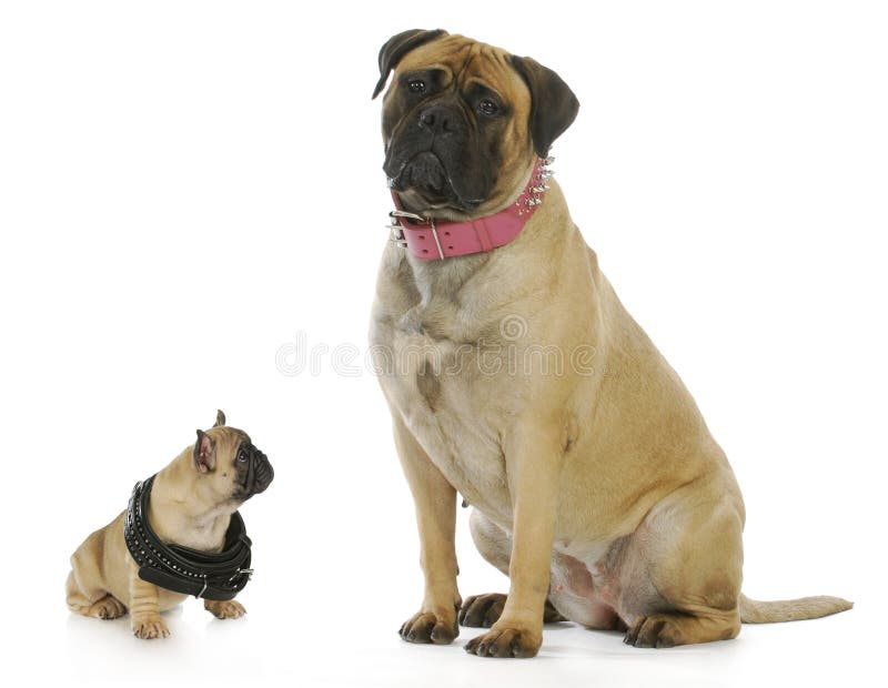 Grande e piccolo cane bulldog francese cucciolo cercando di bull mastiff entrambi indossavano collari borchiati.