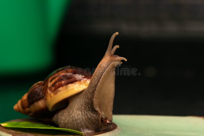 Dark Aquarium Snail Stock Photos Free & RoyaltyFree Stock Photos from Dreamstime