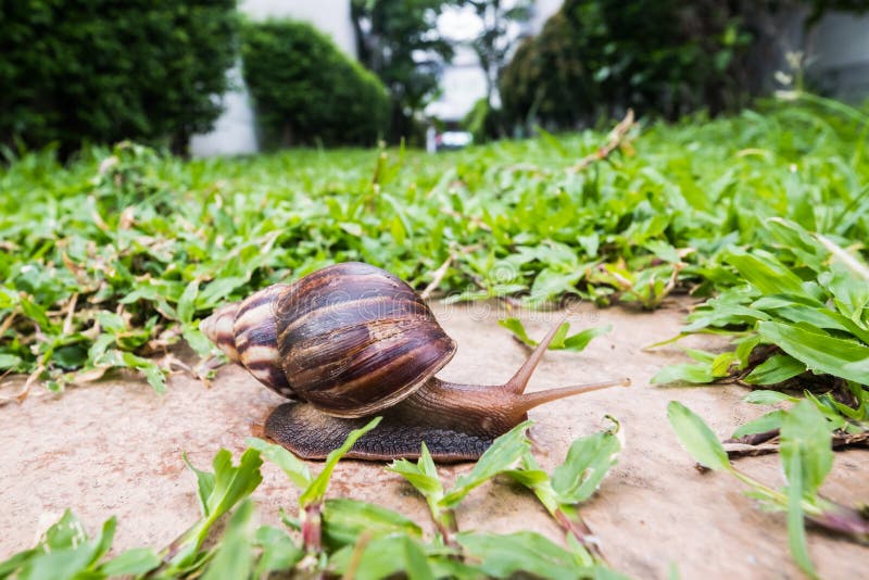 A Big Snail Crawling on the Rock in the Green Garden Stock Image