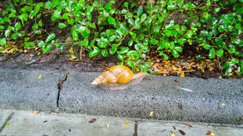 A big snail on the footpath. royalty free stock images