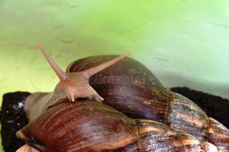 Big snail stock photo. Image of fulica, nature, bright 247795092
