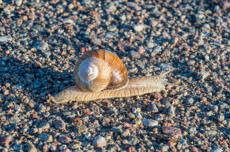 Big Snail in Shell Crawling on Road Stock Image Image of gastropod