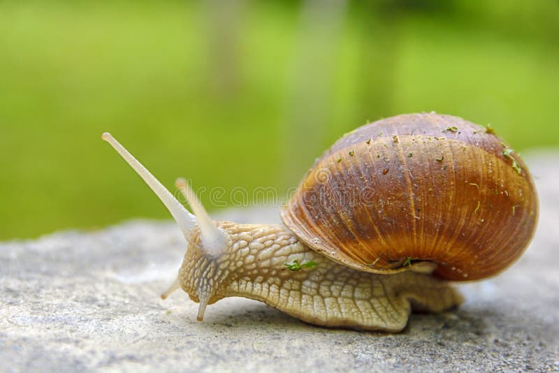 Big Snail in Shell Crawling on Road, Animal Macro Shot Stock Image - Image  of garden, gastropod: 182028383