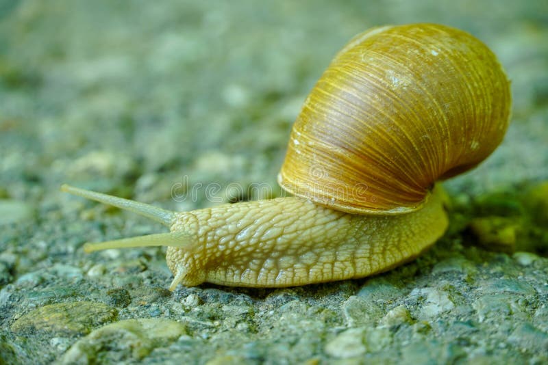 Big snail in shell crawling on road stock photo