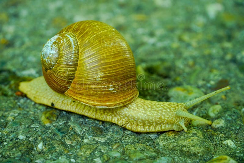 Big snail in shell crawling on road, summer day royalty free stock image