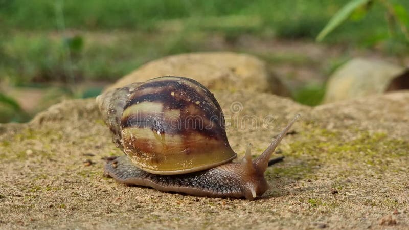 A big snail is slowly creeping in the forest after the rain. Focus on the selected point