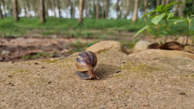 A big snail is slowly creeping in the forest after the rain. Focus on the selected point