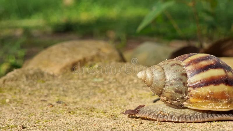 A big snail is slowly creeping in the forest after the rain. Focus on the selected point