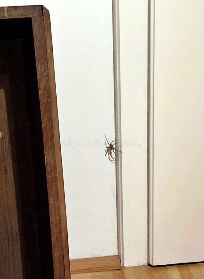 A Bug is Climbing on the Wall Stock Photo Image of beetle, close