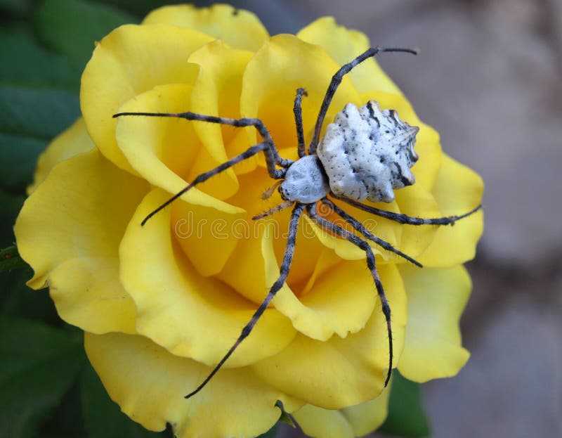Il grande ragno si siede su una rosa gialla.