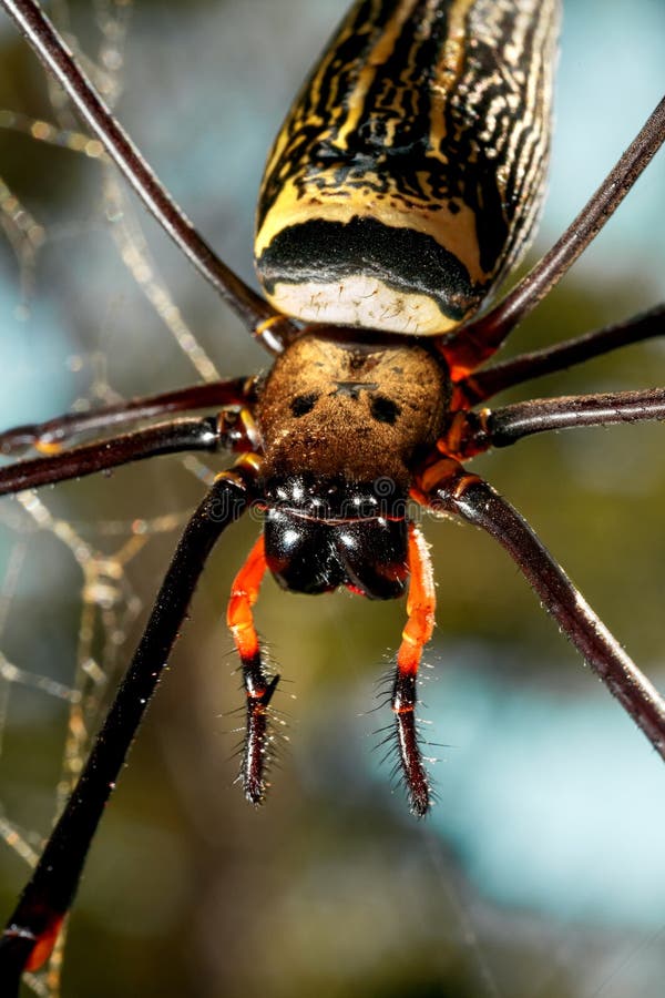 1 040 Thai Spider Photos Free Royalty Free Stock Photos From Dreamstime