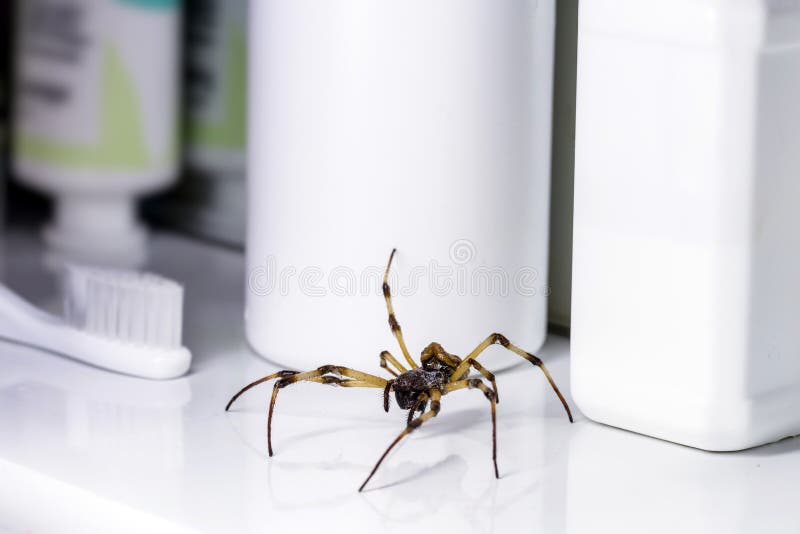 Big spider walking inside a bathroom sink, venomous animal, pest control concept