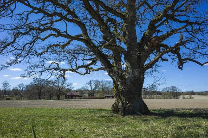 Big sprawling lonely tree without foliage on flat field under blue sky in spring in countryside near Vasteras, Sweden photo