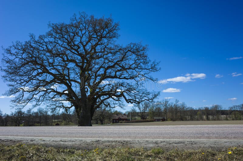 Big sprawling lonely tree without foliage near road under blue sky in spring in countryside near Vasteras, Sweden nature