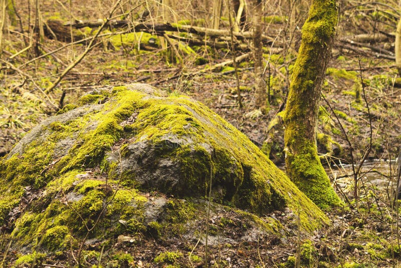 Green Moss and Young Pine Trees Stock Image - Image of trees, wood
