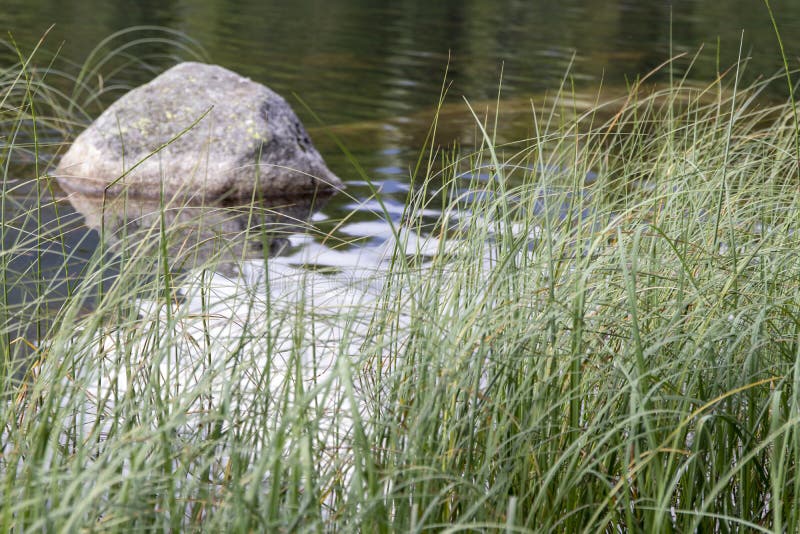 Veľký kameň v horskom jazere za trsmi vodnej trávy. Štrbské pleso, Vysoké Tatry, Slovensko