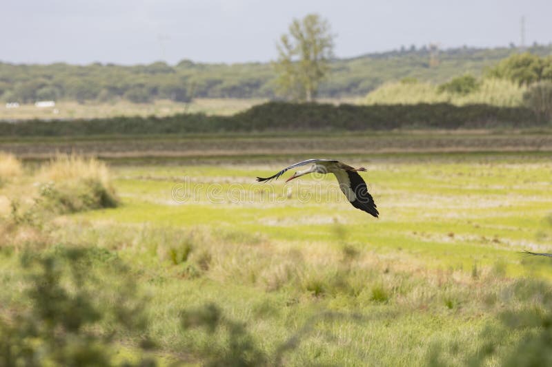 A big stork - bird is flying over a field of grass. The sky is cloudy and the bird is in the air