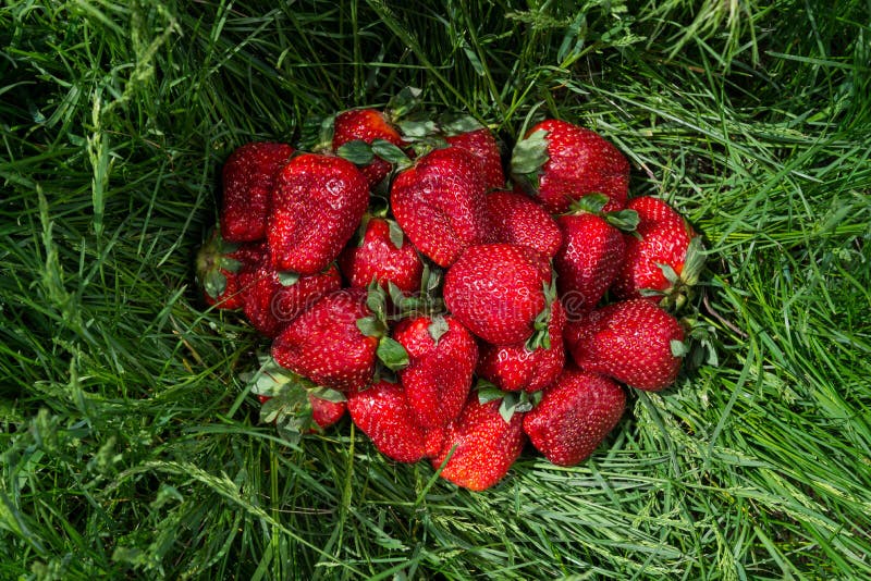 Big strawberries on grass stock photo. Image of herb 98300930